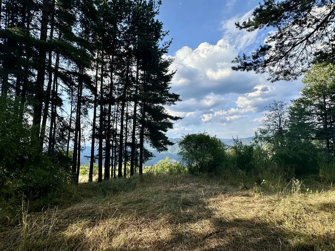 A clearing in the pine forest on the road up to Bansko, with the Pirin mountains and cloud beyond